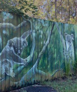  daisy hill koala, daisy hill conservation park, daisy hill koala centre