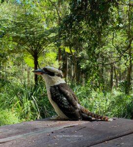 daisy hill koala centre, lone pine koala sanctuary