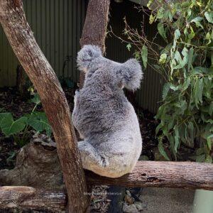 koalas in australia