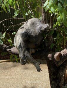 australia lone pine koala sanctuary, australia hold a koala