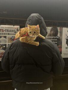 vienna public transport tickets, vienna train station, cats in metro
