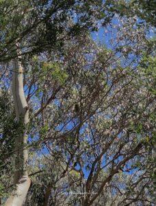 australia koala sanctuary, australia forest koal