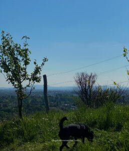 wine hike routes in vienna