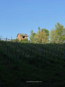 vienna wine tasting